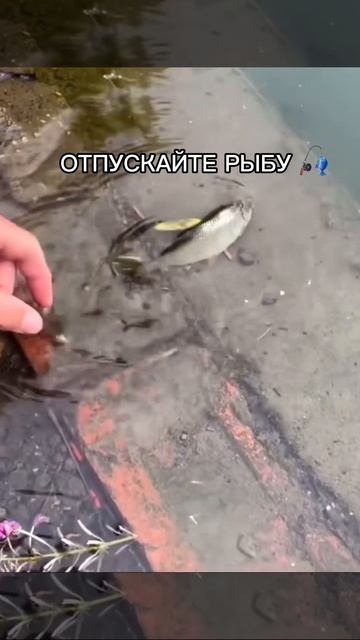 Отпускайте рыбу 🎣