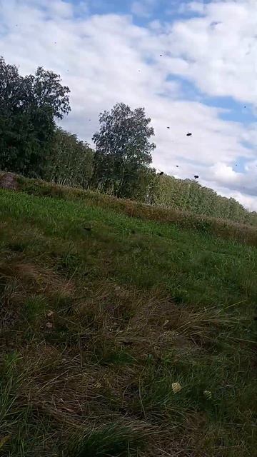 Взяток с гречихи идет