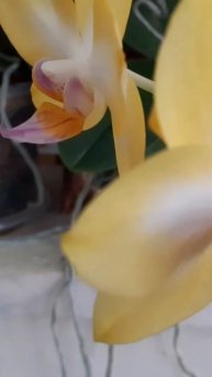 Новогоднее цветение. Орхидея phal. Shiny Girl#gardenflowers#orchid #орх