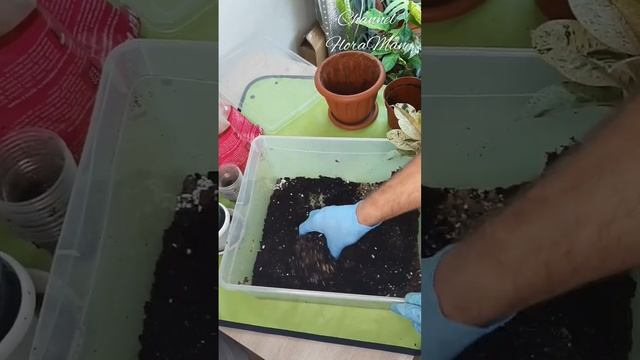 #plants пересадка фикуса