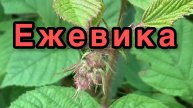 I Ежевика: Черная жемчужина сада и леса