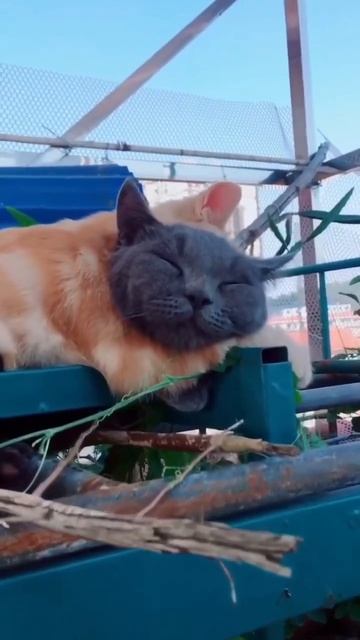 Сладкий сон милых котеек 🐈❤️😴