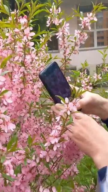 цветульки #цвета #цветы #розовыйвечер #приколы #реки #sho