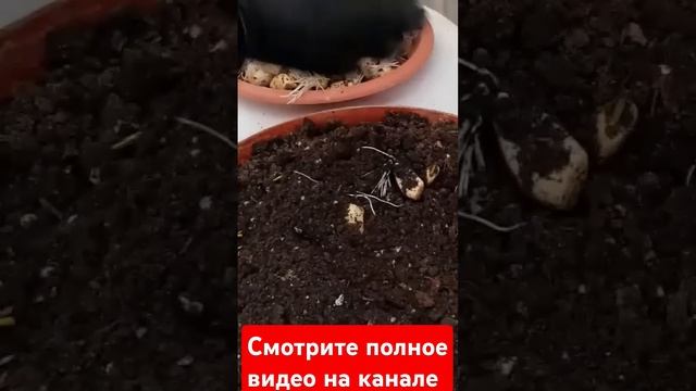 Отличный Способ Прорастить Чеснок На Посадку За 3 Дня