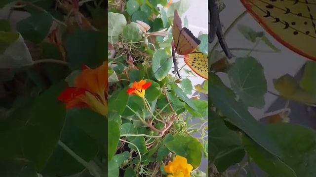 🍁 Осеннее волшебство на балконе: цветущий чабрец и на