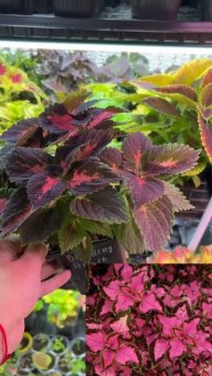 Колеус зимующий #plants #колеус #garden #колеусы #цветы #flowers #?