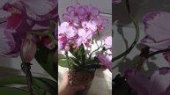 Орхидея ТОШИ первое домашнее цветение🥰