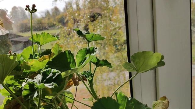 Влог герани 30 09 2024 года🥀🌹🌺