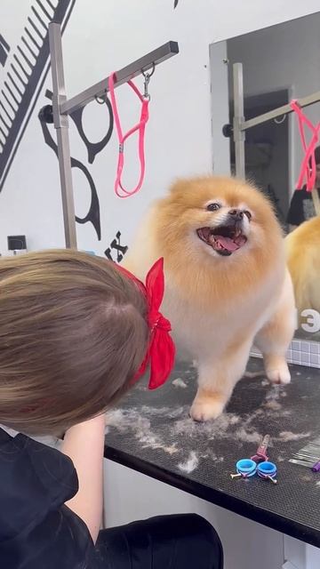 За шикарной шерстью — это к нам 😎✨ #грумер #стрижкасобак