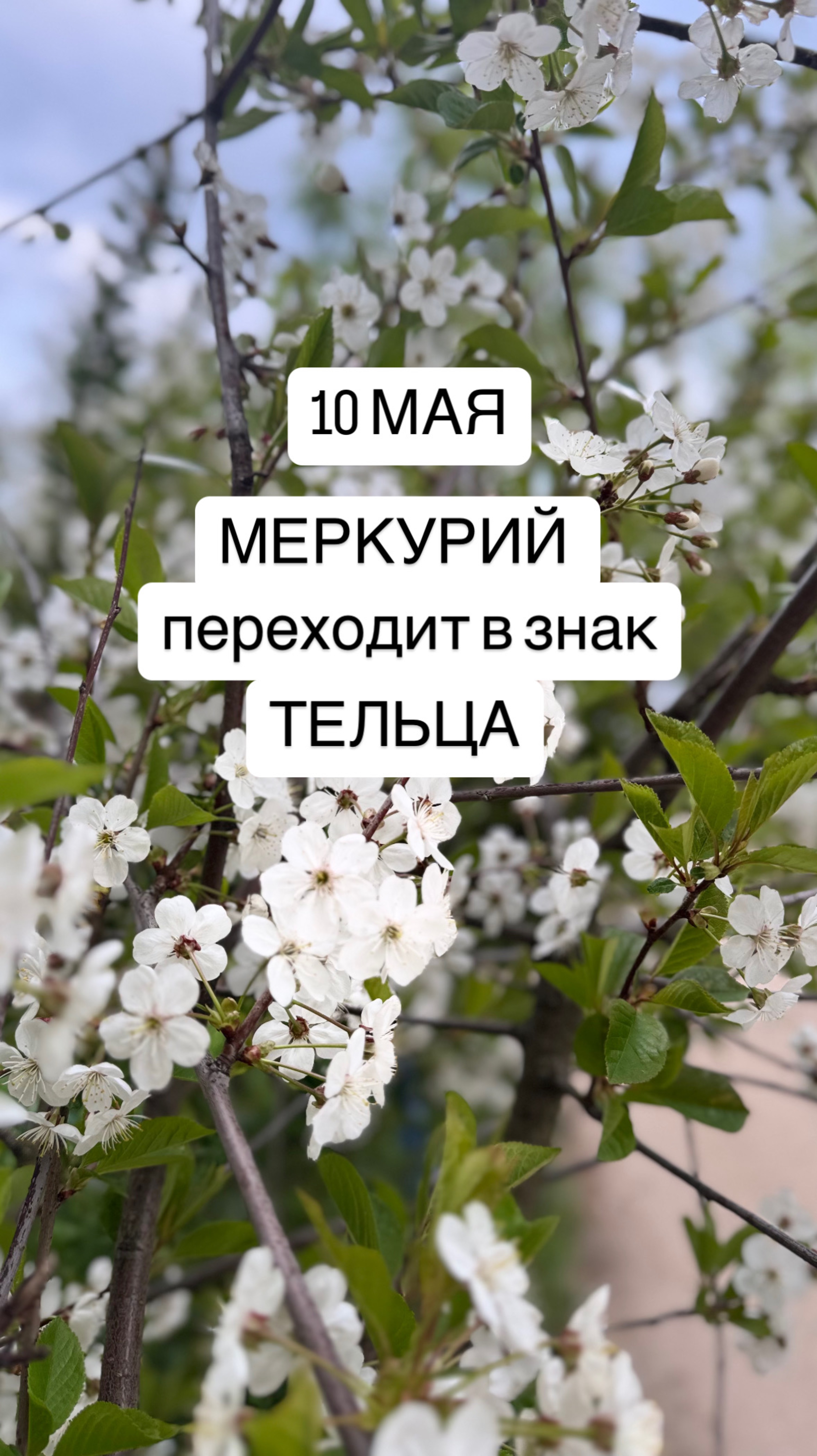 10 мая Меркурий переходит в знак Тельца