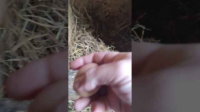 В гостях у курочек 🐔 Собираю яйца