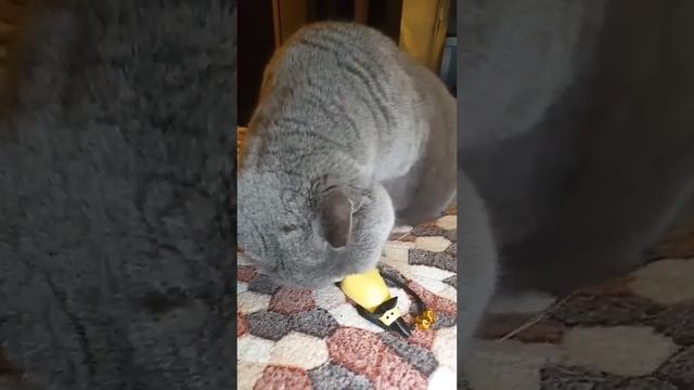 Британский кот и его реакция на мышку с мятой.