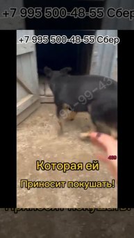 Срасите мальчика и девочку🙏🏻 #приют #спасисобаку #сп