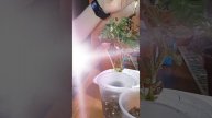 Пересадка бегонії Соленія,результат на 11 день.