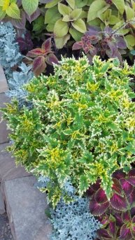Колеус "Lemon & Lime". Coleus "Lemon & Lime".