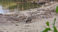 wildlife of Russia, Shatura, lakes