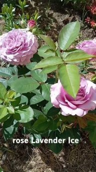 Lavender Ice Tantau 2004 #rose #garden #tantau #flowers #сад #троянди_україни