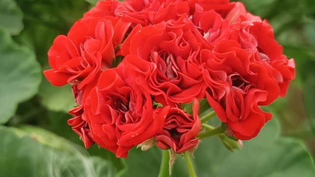 ПЕЛАРГОНИЯ СУТАРВЕ НАДЯ КОЛЛЕКЦИЯ ЛИПАТОВОЙ АНАСТАСИ