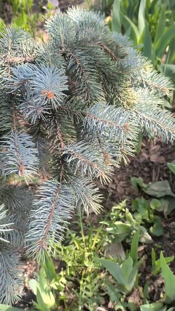 Голубая ель