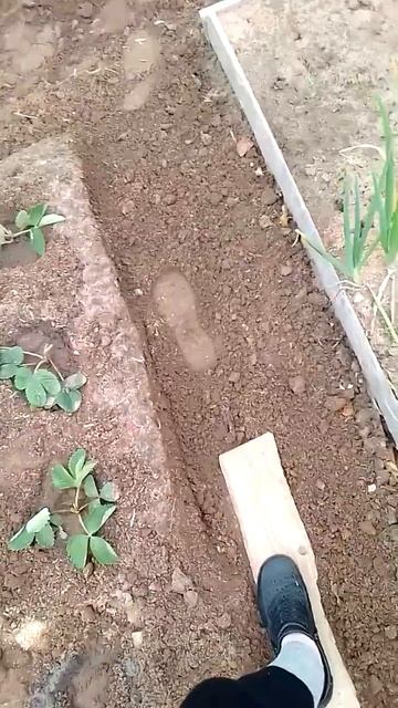На новый урожай.