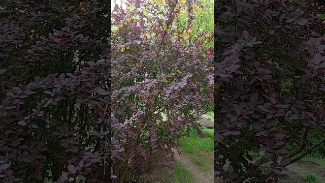 1000016562.mp4