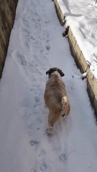 Гуляем под спящей магнолией!