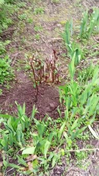 Посадил грушу талгарскую красавицу и абрикос жердель.