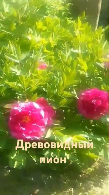 Древовидный пион