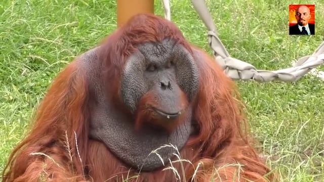 В тени джунглей_ Тайная жизнь орангутангов. На что способны орангутанги