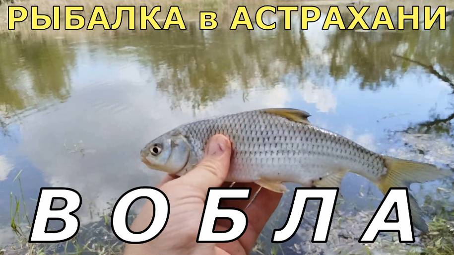 Рыбалка на ВОБЛУ, КАРАСЯ и САЗАНА в Астрахани.