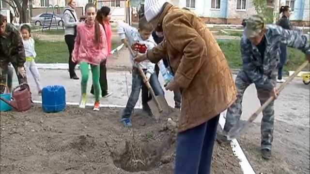 Посадка деревьев на Кушнира