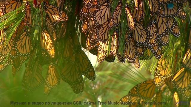 Звуки, которые ВХОДЯТ в разум. - Smallest Things In The Forest-[AudioTrimmer.com] -- Blue Sky Moon -