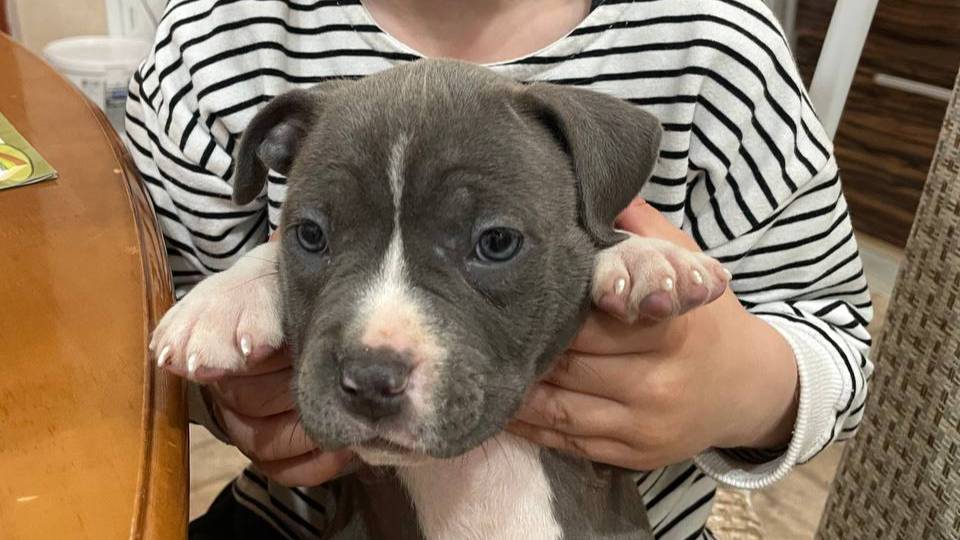 📞+7 978 716-27-20 Щенки 🐶 Американский Стаффордширский терьер. Питомник Лучшая компания