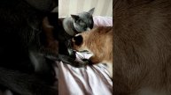 Утрение умывашки