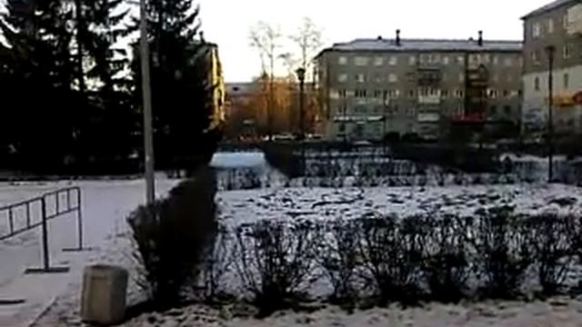 Ель 11 12 2020