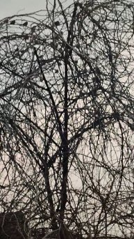 А, оказывается, есть еще и воробьи!