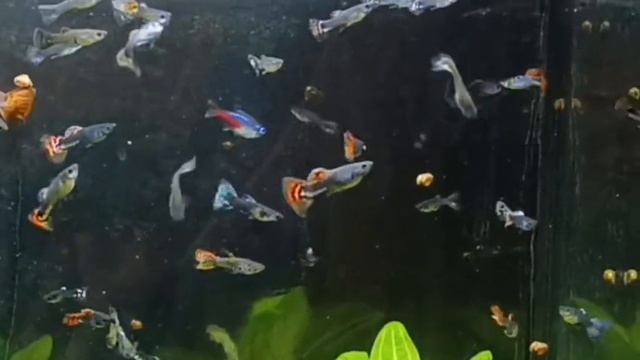 1000106544.mp4