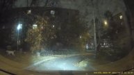 Поливалка на пешеходном переходе