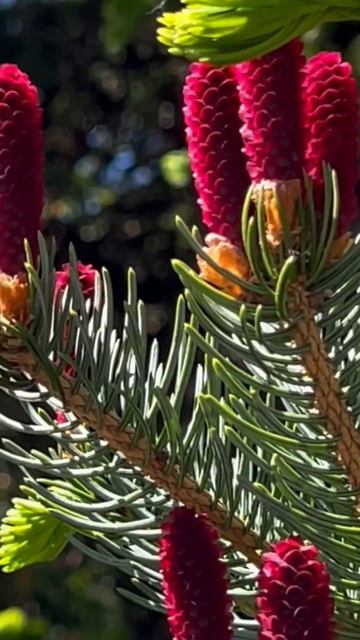 Фантастика! Как цветет ель Аянская! #nature #весна #spring #кр?