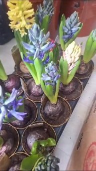 Гиацинты #plants #flowers #tulip #orchid #butterfly