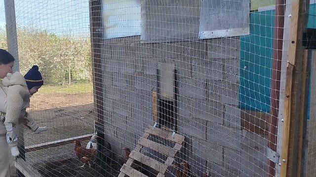 Каримчик приехал и знакомится с курочками
