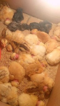 Тихий час 🐥
