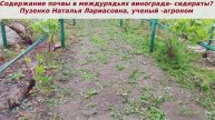 Содержание междурядий на винограднике- сеять сидераты или нет? Польза и вред.