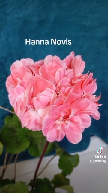 Пеларгония Hanna Novis. Цветение пеларгоний