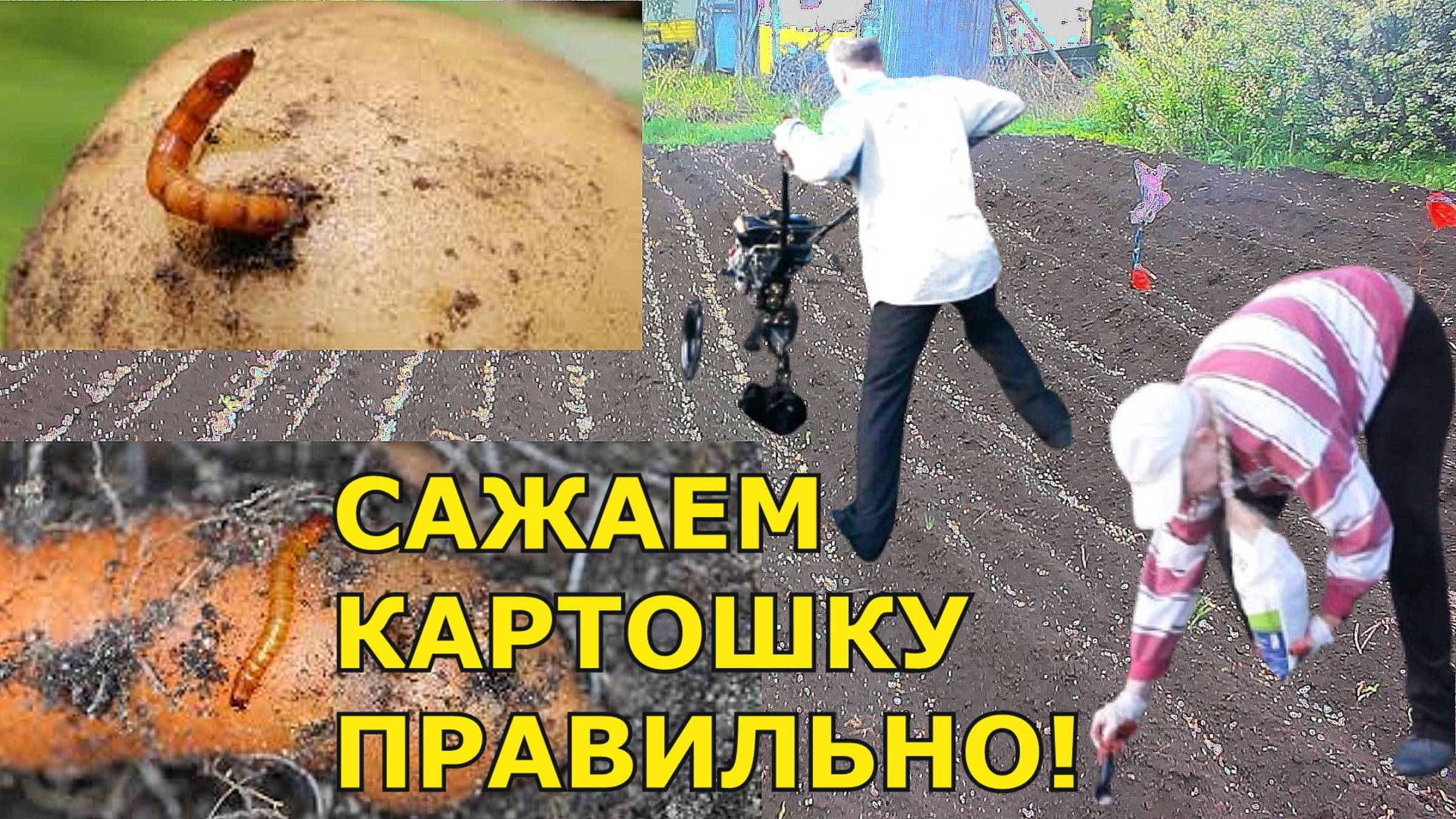 От лопаты до урожая: Как правильно посадить картофель?