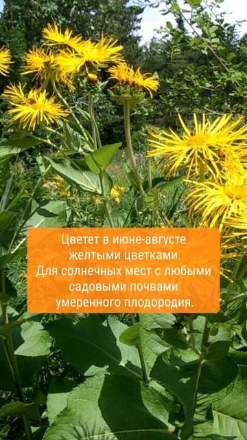 #питомниксавватеевых #сад #питомникрастений #garden #ланд
