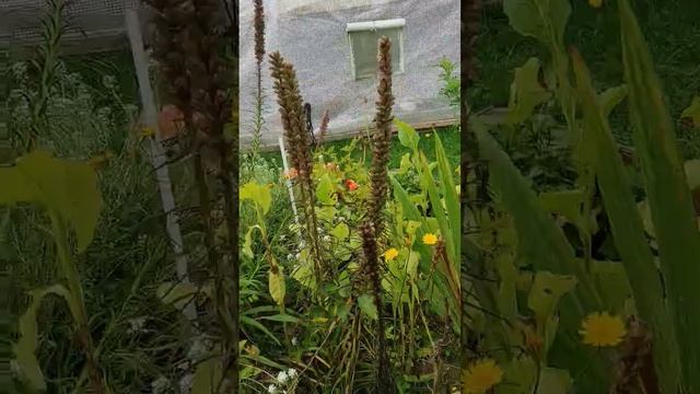Осіння кульбаба! Цікаво! #шортс #українською #цікаве #р?