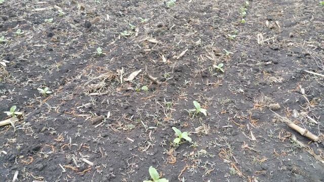 Всходы подсолнечника 🌻🌻🌻