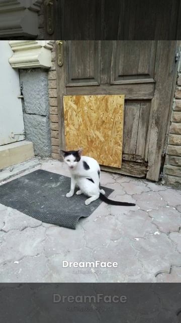 //котикпевец//