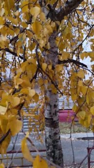 Якутск, осеняя берёза во дворе дома